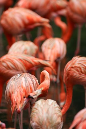 Pink Flamingosの写真素材