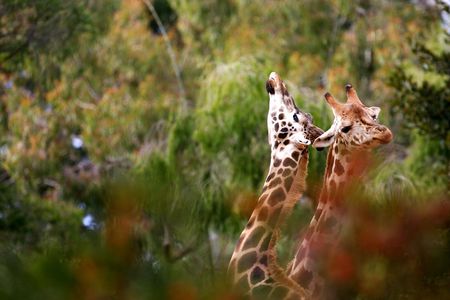 Giraffe'sの写真素材
