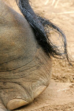 Asian Elephantの写真素材