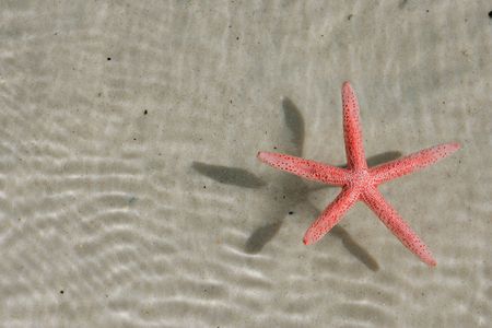 Starfishの写真素材
