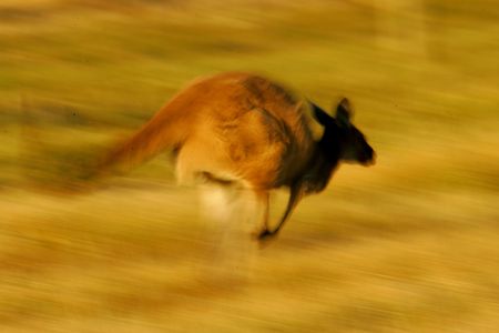 Western Grey Kangarooの写真素材