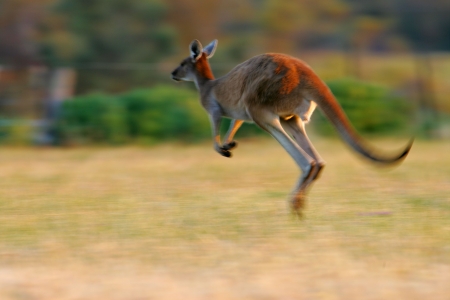 Western Grey Kangarooの写真素材