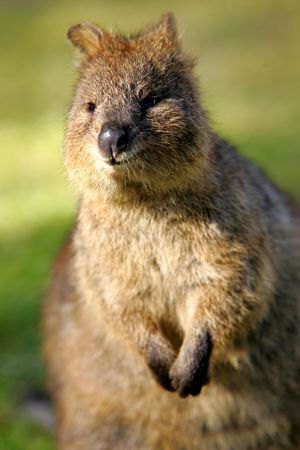 Australian Quokkaの写真素材