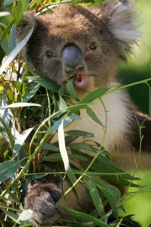 Koalaの写真素材