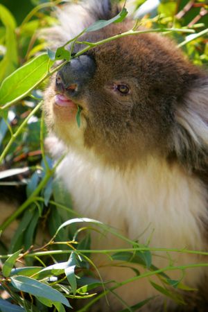 Koalaの写真素材
