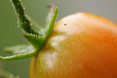 Cherry Tomatoesの写真素材