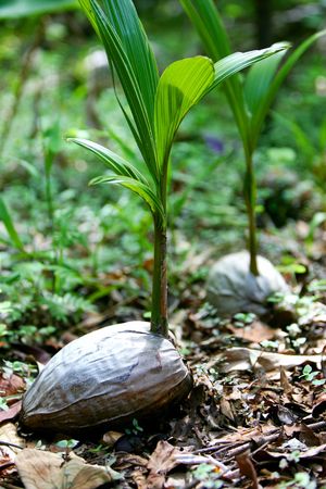 Palm Tree Seedlingsの写真素材