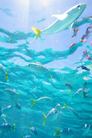 Swimming with the Fishes