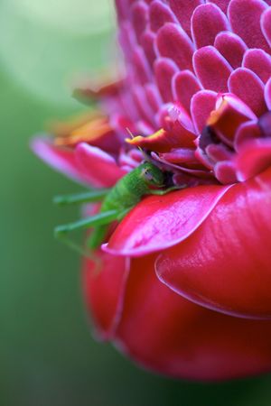 Torch Gingerの写真素材