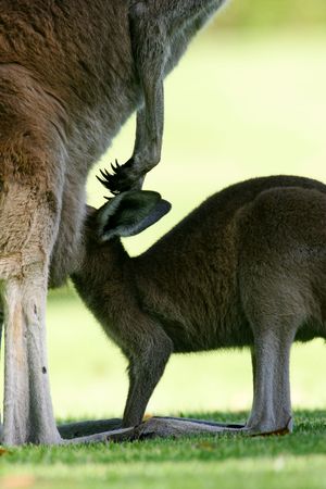 Western Grey Kangarooの写真素材