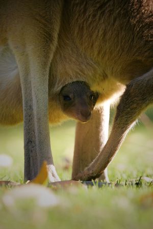 Western Grey Kangarooの写真素材