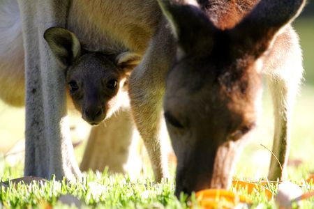Western Grey Kangarooの写真素材