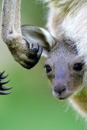 Western Grey Kangarooの写真素材