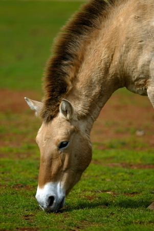 Mongolian Wild Horsesの写真素材