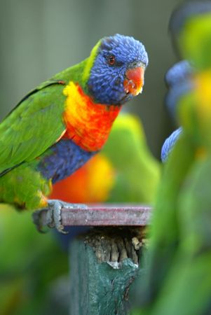 Lorikeets