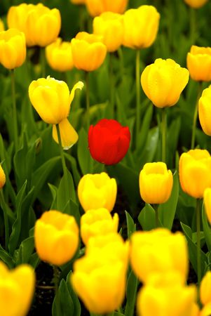 Tulipsの写真素材