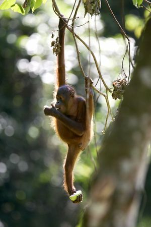 Orangutanの写真素材