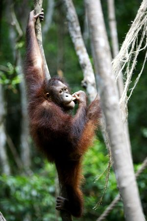 Orangutan