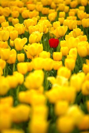 Tulipsの写真素材