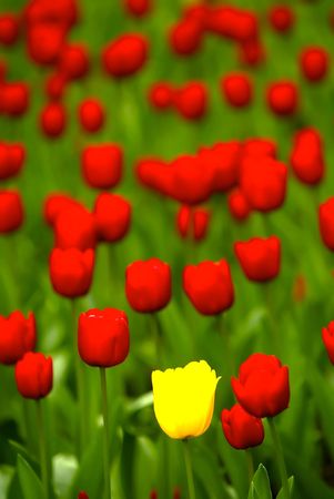 Tulipsの写真素材