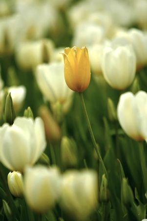 Tulipsの写真素材