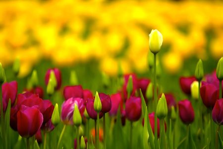 Tulipsの写真素材