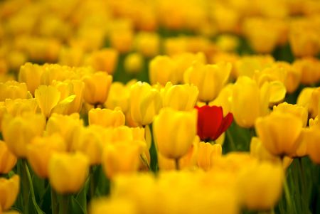 Tulipsの写真素材