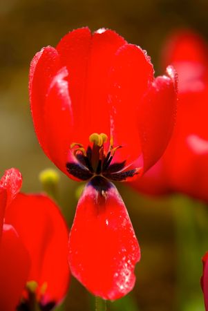 Tulipsの写真素材