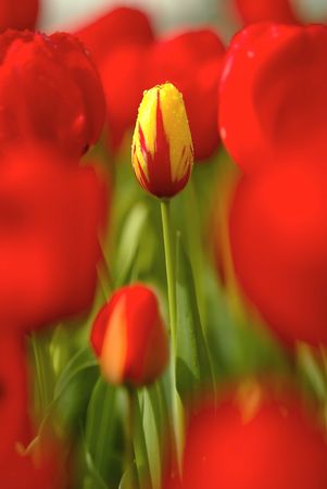 Tulipsの写真素材