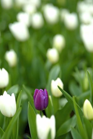 Tulipsの写真素材