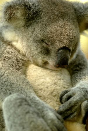 Koalaの写真素材