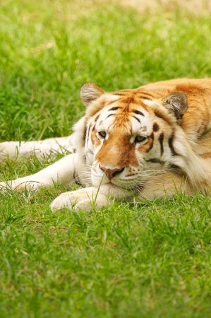 Bengal Tigerの写真素材