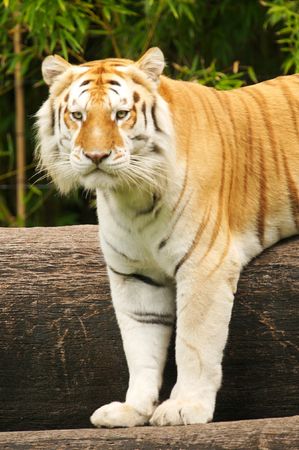 Bengal Tiger