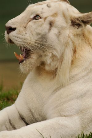 White Tigerの写真素材