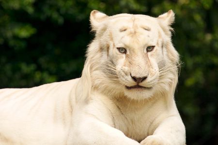 White Tigerの写真素材