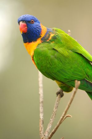 Lorikeetsの写真素材