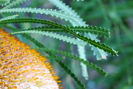 Hook Banksiaの写真素材