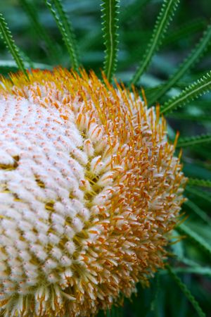 Hook Banksiaの写真素材