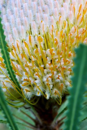 Australian Banksiaの写真素材