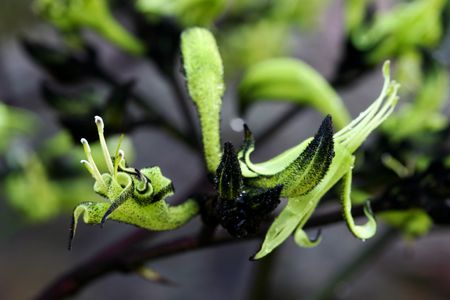 Black Kangaroo Pawの写真素材