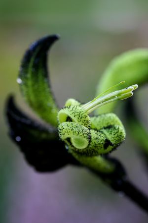 Black Kangaroo Pawの写真素材