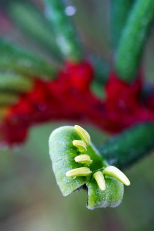 Australian Kangaroo Pawの写真素材