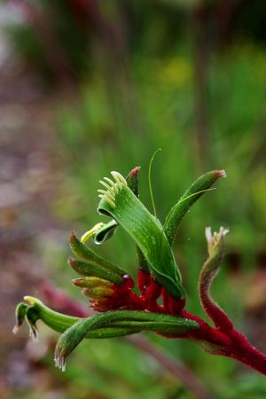 Australian Kangaroo Pawの写真素材