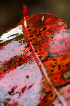 Eucalyptus Leaf