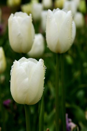 Tulipsの写真素材