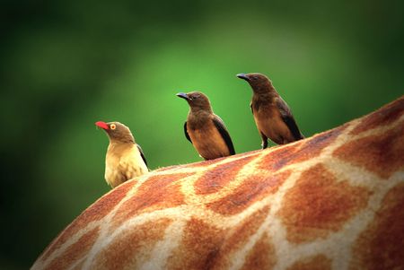 Giraffeの写真素材