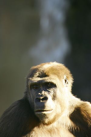 Western Lowland Gorillaの写真素材