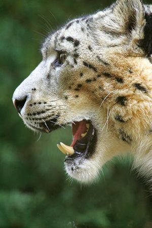 Snow Leopardの写真素材