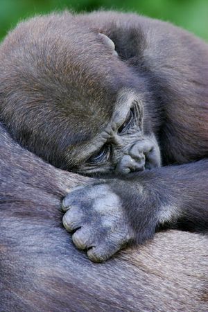 Western Lowland Gorillaの写真素材