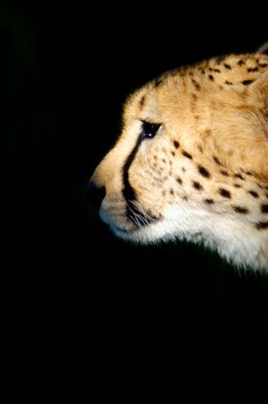 African Cheetahの写真素材